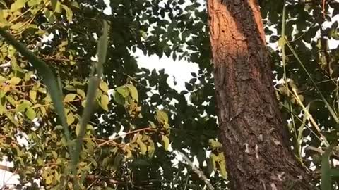 Show everyone a tree climbing