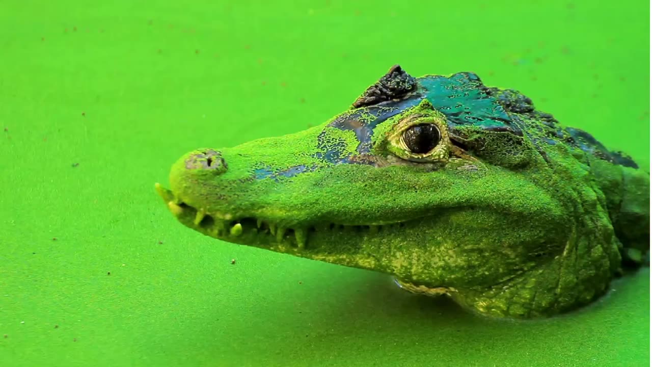 Crocodile sounds #nature #reptile #animal