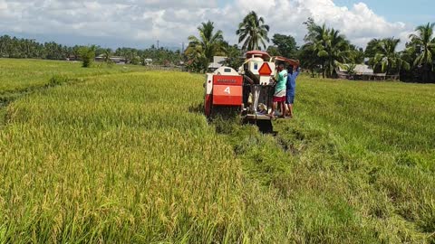 Rice harvester