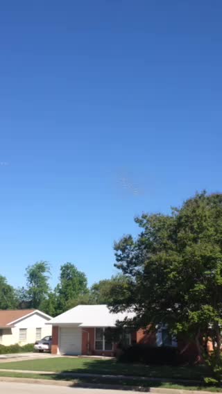 A unique look at birds or something else! What do you think?