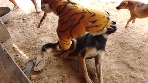 Funny animals dog and tiger