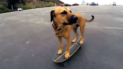 Skater dog