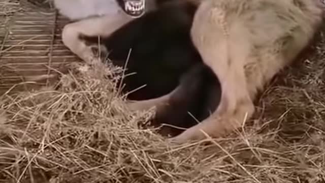 The mother wolf is trying to protect her cubs! _fir.webm