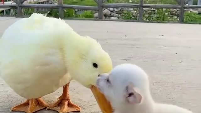 Pet dogs and ducklings