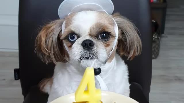 Cute puppy happy birthday