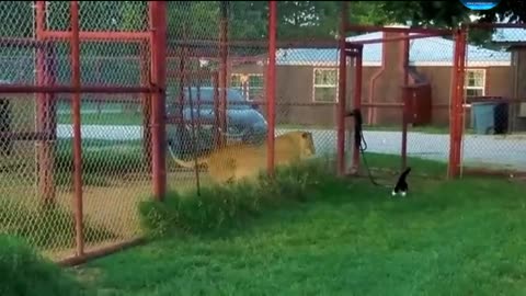 The tiger was scared by the cat funny amazing video full watch