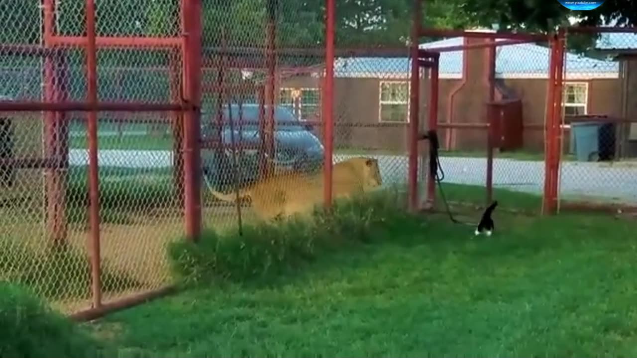 The tiger was scared by the cat funny amazing video full watch