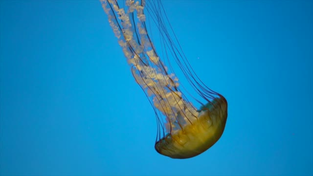 Jelly fish