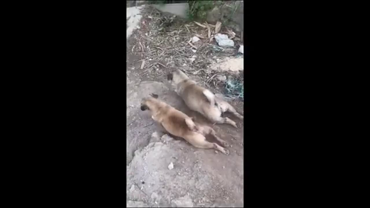Don't watch if you don't want to laugh