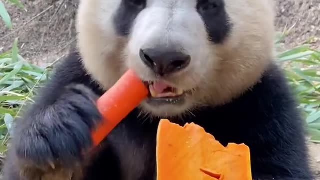 Pandas eat snacks, lovely to you?