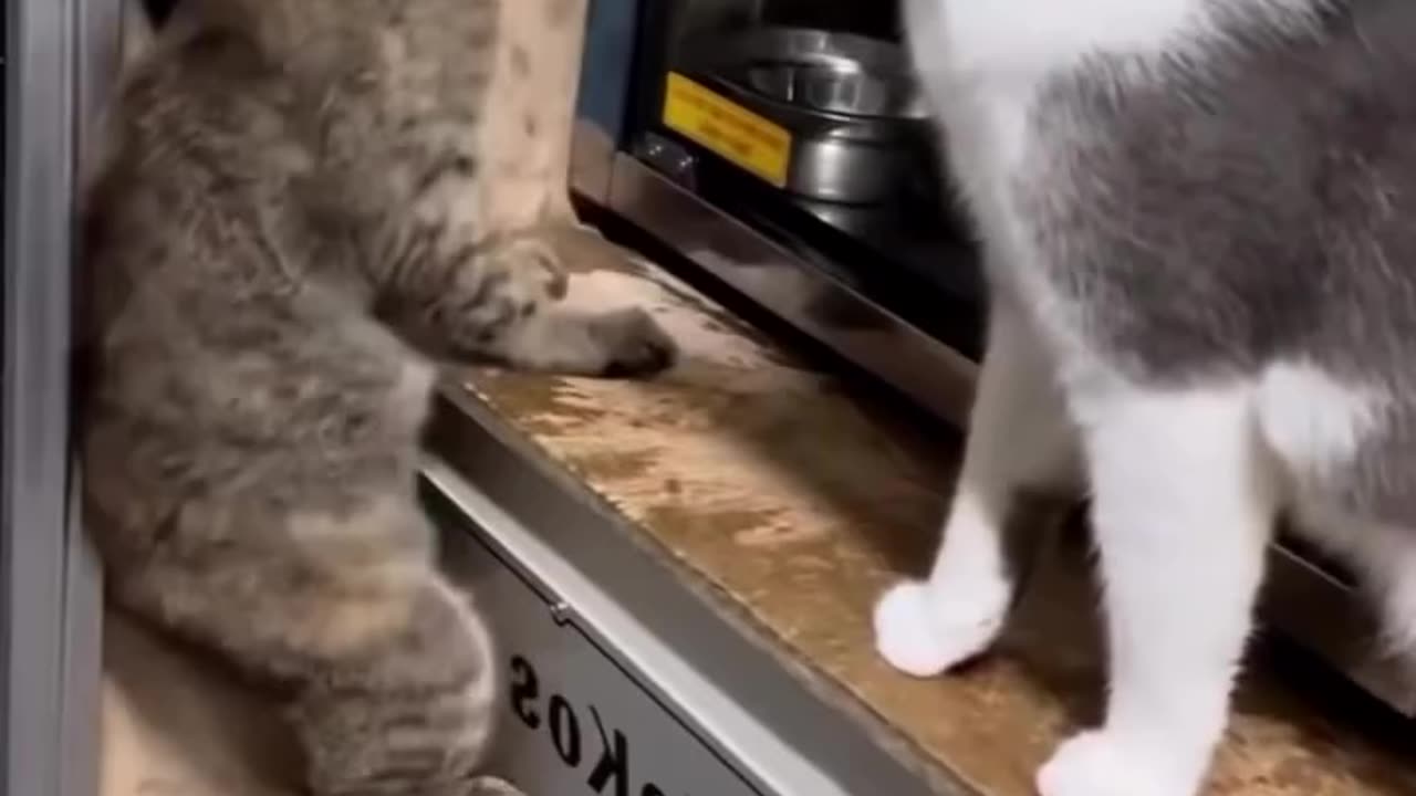 Funny and Cute Cats Videos #224