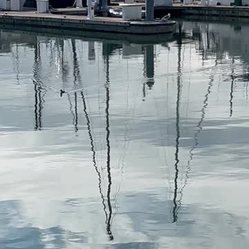 Duck! At the Waterfront Place Marina, Everett WA