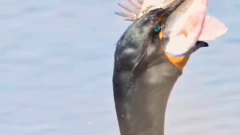 European Shag