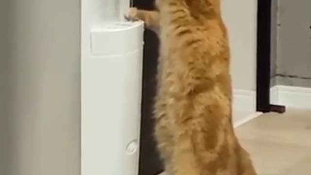 Cat Drinking water