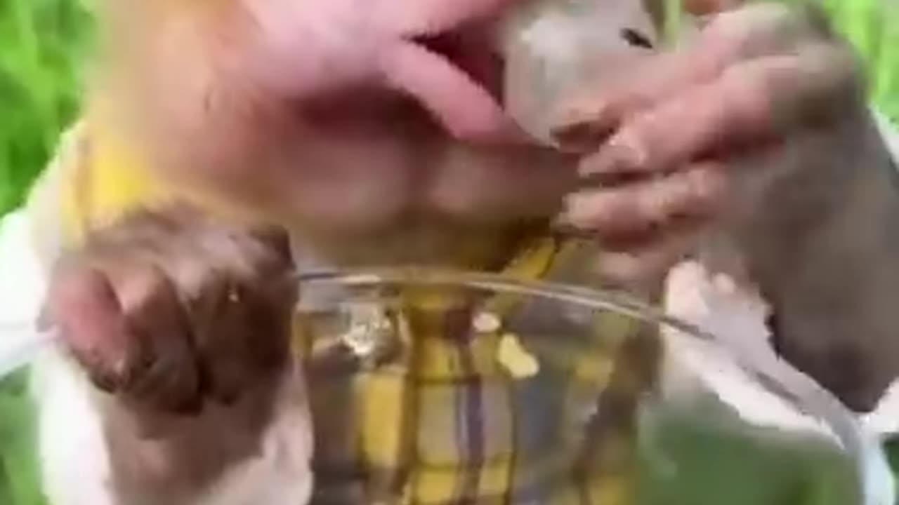 Funny Animals Video