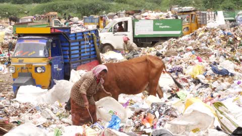 View of cow walking in dumping yard, Woman collecting recyclable waste