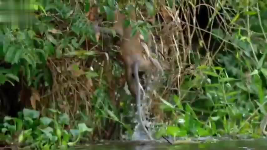 PROBOSCIS MONKEY