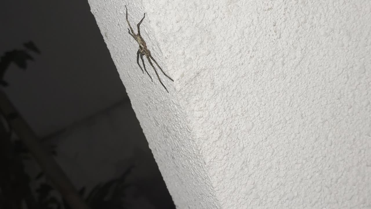 Spider at the Door