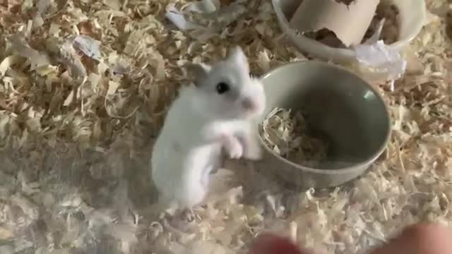 Little cute hamster