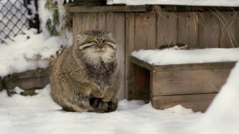 If a Pallas's cat put it's paws in a tail it's freezing outside