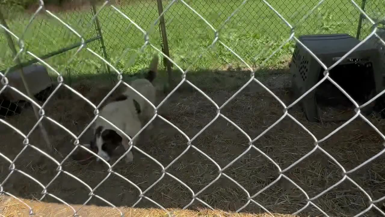 Ky River Regional Animal Shelter Volunteer Cleanup