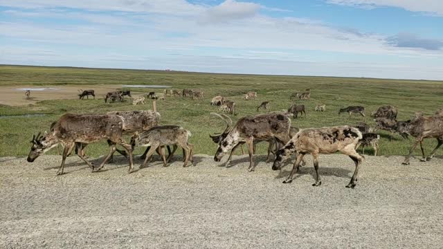 Caribou Traffic Jam