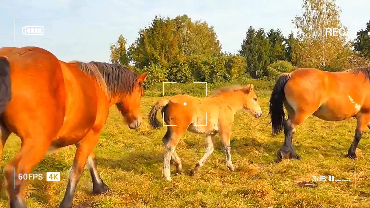 day with horses