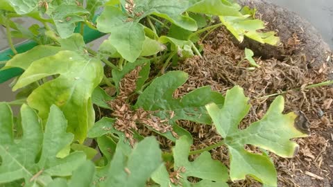 Strange story watermelon trees grow in coconut trunks I planted.