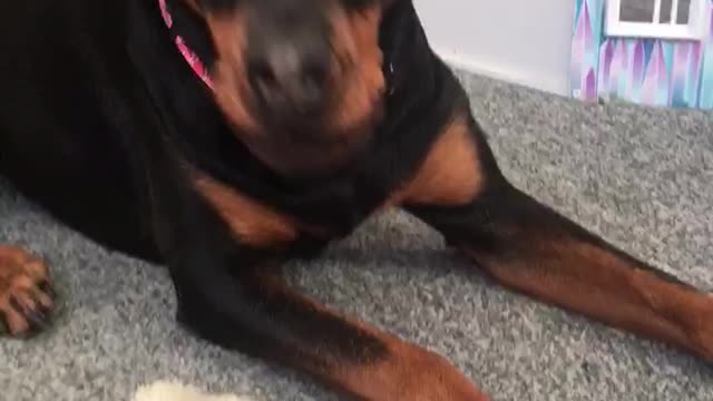 Rottweiler Vs. Pitbull Puppy