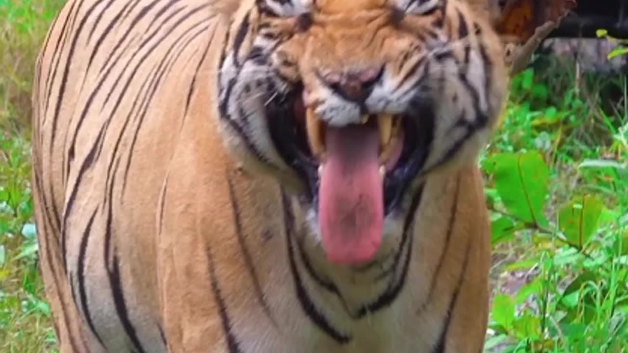 Tiger