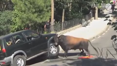 Angry Cow VS Car