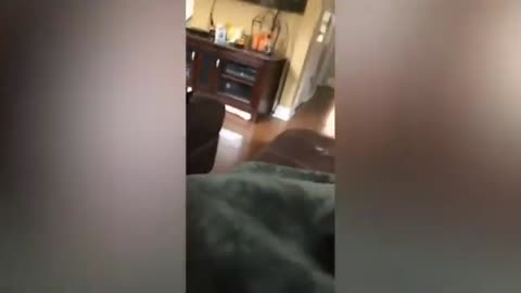 Best Funny Animal Videos of 2022 Try Not To Laugh Animals Funniest Cats And Dogs Videos