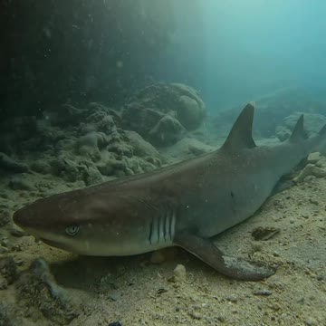 Fish Swimming In The Sae #Fish_Swimming_In_The_Sea#animals_Nuture #tortoise #Recpect