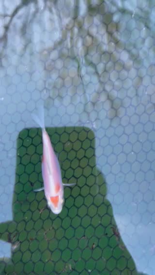 kikisui Koi Fry - Doitsu version of a Kohaku 🎏🔥🔥