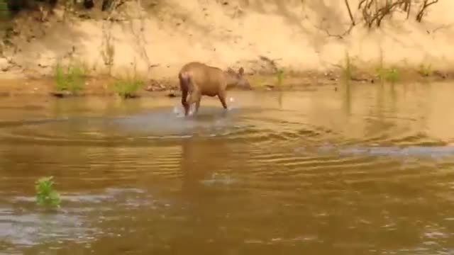 deer mateiro do rios santa tereza brazil