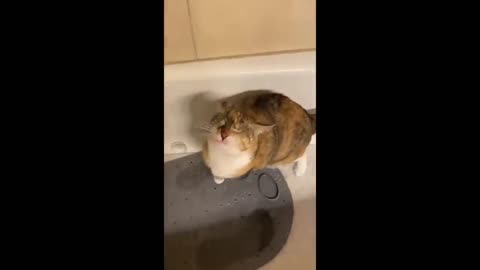 funny videos
