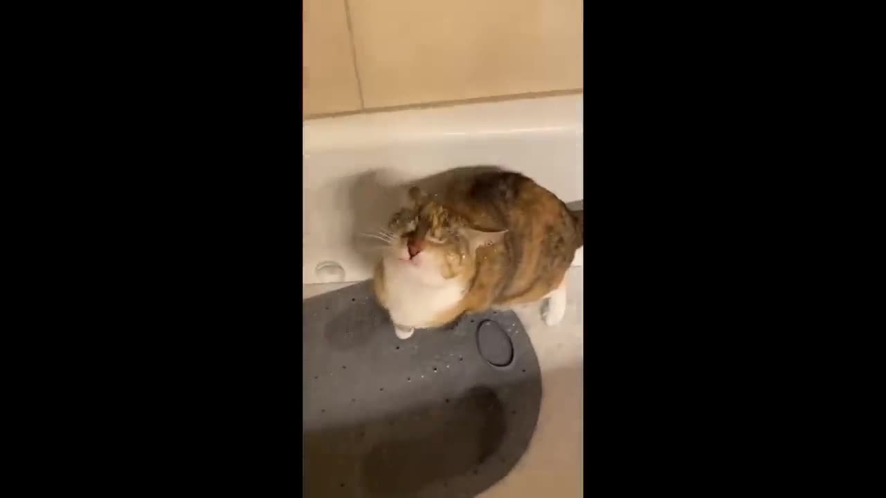 funny videos