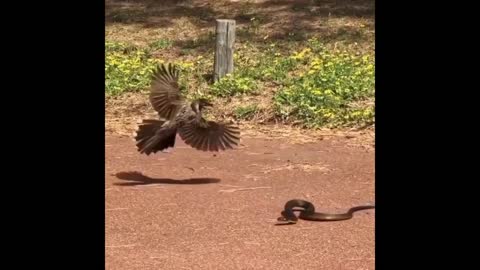 The Confrontation of Bird with Snake