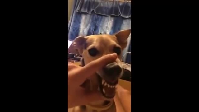 very funny talking dog!