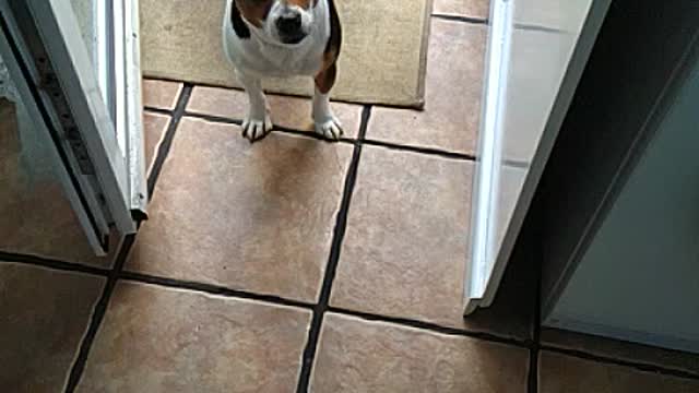 Milo Offers A Biscuit Before Walkies!