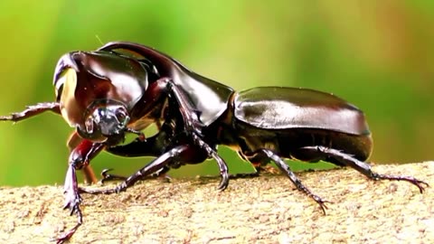 Beetles are insects in the order Coleoptera