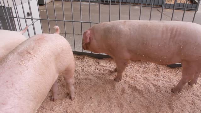 pigs on livestock farm pig farming