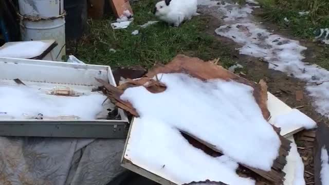 rabbit eat everything