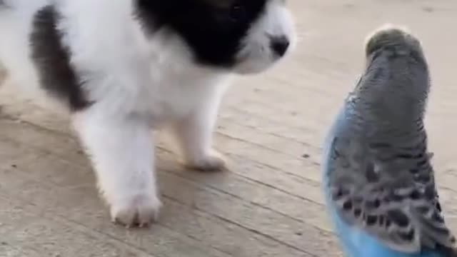 A train dog playing with parrot puppy training