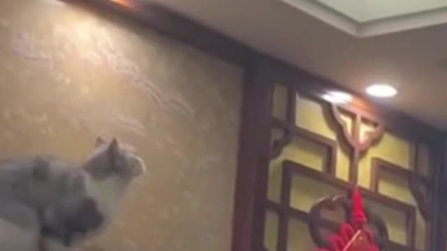 Funny cats