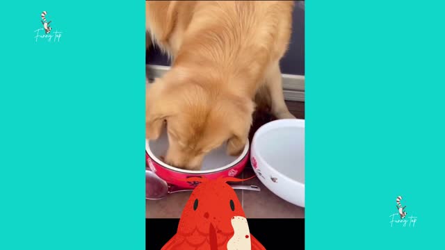 Dog saves fish life