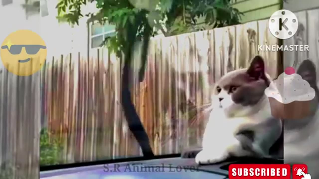 Funny Cats Videos)//Funny Animal Videos