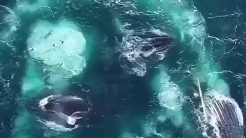 Best view of Whale in the Sea