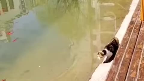 The fish said ‘oops!’ tiktokcats cats