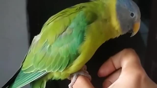 Parrot singing sounds too soothing